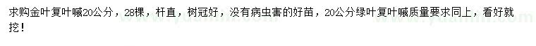 求购20公分金叶复叶槭、绿叶复叶槭