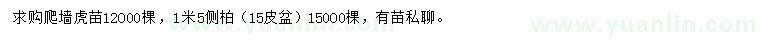 求购爬墙虎、1.5米侧柏