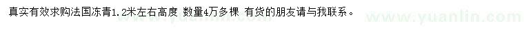 求购高1.2米法国冬青