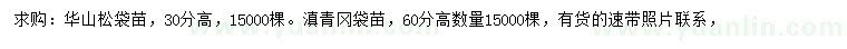 求购高30公分华山松、高60公分滇青