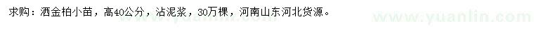 求购高40公分洒金柏