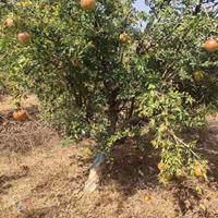 沭阳石榴基地 销售花石榴 独杆石榴 石榴小苗 丛生花石榴价格