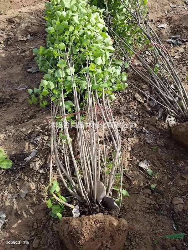 沭阳紫丁香基地 销售丁香小苗 叢生丁香 独杆丁香价格表图片