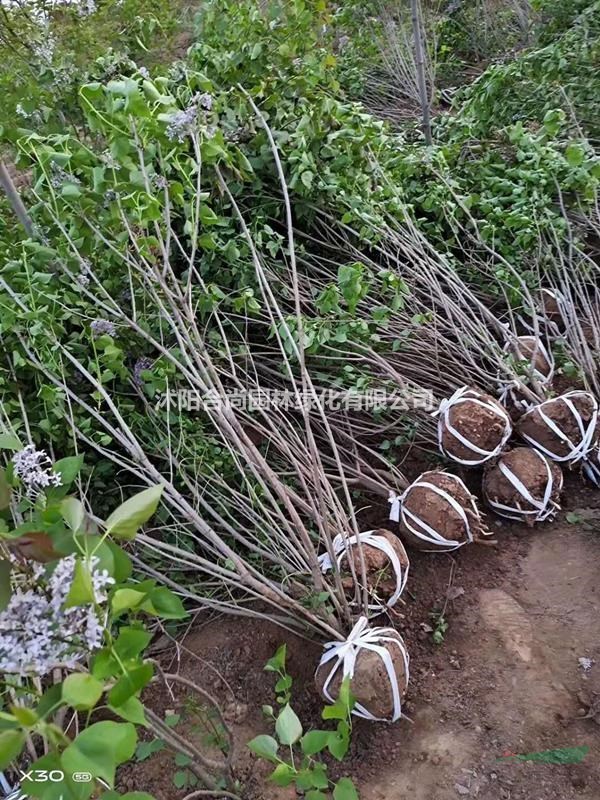 沭阳紫丁香基地 销售丁香小苗 叢生丁香 独杆丁香价格表图片