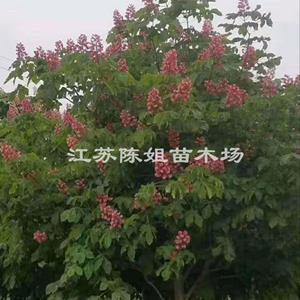 欧洲七叶树  花榈木  观光木