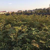 供应青钱柳小苗  一年生小苗价格 基地直销 量大批发