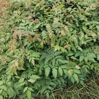 直销1-5公分栾树小苗，江西栾树小苗基地，一年生栾树批发
