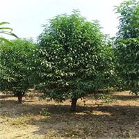 龙柱碧桃，照手桃，泰安基地批发龙柱碧桃树，照手桃