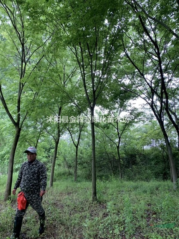供应丛生榉树 丛生榉树价格表 丛生榉树图片
