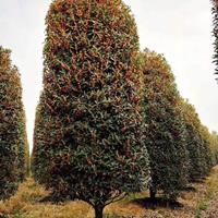 湖南地笼桂花价格，湖南丛生桂花价格，高5米桂花圆柱市场价格