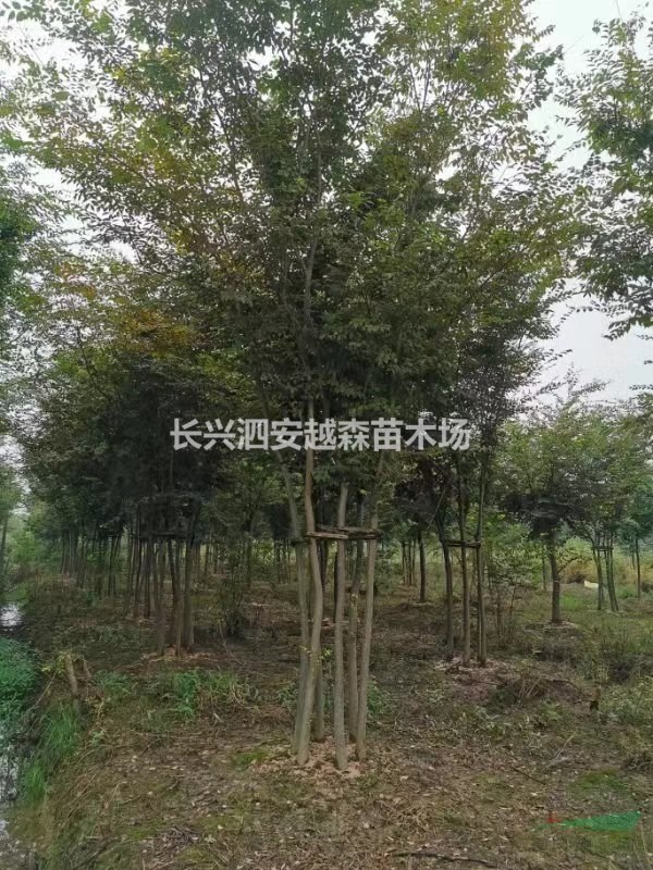 浙江湖州供應5-10公分叢生榉樹