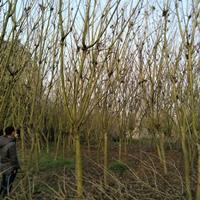 供应四川成都丛生独杆木芙蓉 基地直销 批发价格