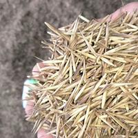 供应毛竹（楠竹）种子 毛竹种子价格 毛竹种子批发