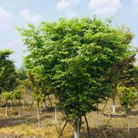  供应鸡爪槭  成都精品鸡爪槭种植基地、鸡爪槭行情、鸡爪槭照