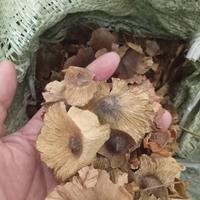 青钱柳种子 青钱柳种子产地供应价格 量大批发