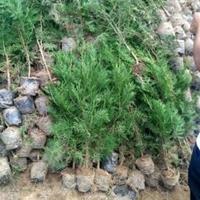 侧柏基地 榆林侧柏 低价出售侧柏 侧柏 侧柏