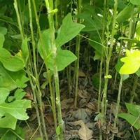 专供1/2/3公分马褂木小苗，优质一年生马褂木基地