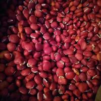 红豆种子 鄂西红豆种子产地供货价格 鄂西红豆种子行情报价