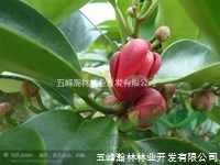 黑老虎的食用價值