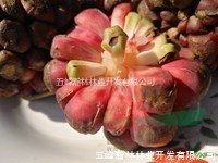黑老虎的食用價值