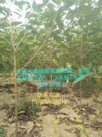 欢迎新老客户前来考察适应。山东青岛茂盛园林高杆樱花苗木基地。