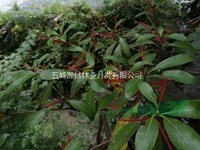 廣東竹葉楠大量批發供應