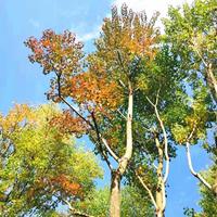 四川 丛生乌桕苗圃直销 控根器培植 成活率高