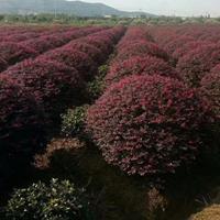 红花继木球价格 红花继木球基地