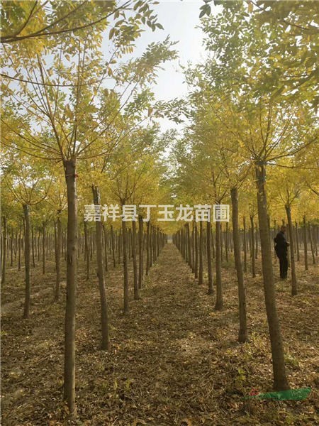 S8-10ָ߼޶X