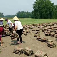 江苏景曜生态低价供应矮生百慕大、天堂草、百慕大草坪