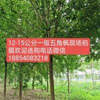 低价出售10公分12公分13公分元寶楓