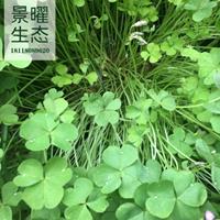 江苏景曜生态苗木基地/红花草、红花酢浆草/供应图片/产地直销