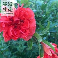 江苏景曜生态苗木基地/供应/花石榴/图片/产地直销/批发价格