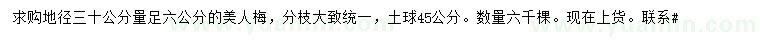 求购30公分量6六公分美人梅