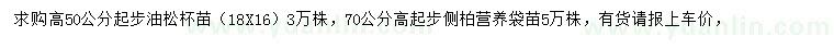 求购高50公分起步油松、高70公分起步侧柏