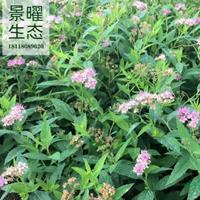 江苏景曜生态苗木基地/供应金山绣线菊图片/产地直销/批发价格
