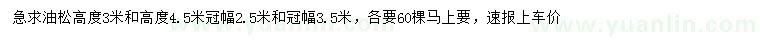 求购高3、4.5米油松