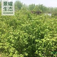 金银木产地在哪里/哪里便宜/江苏景曜生态基地直销批发价格图片