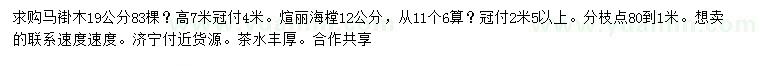 求购9公分马褂木、12公分绚丽海棠