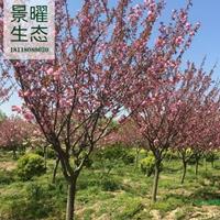 江苏景曜生态基地/供应/日本晚樱/日本樱花/樱花/报价/图片