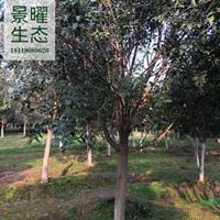 江苏景曜生态产地/供应/高杆石楠树批发价格/图片/基地直销