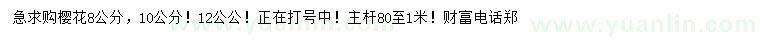 求购8、10、12公公樱花