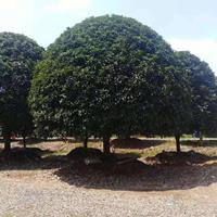 桂花 湖南桂花价格 桂花基地图片/桂花 湖南桂花价格 桂花基地报价