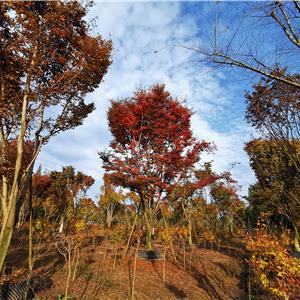 供应榉树熟货、成都大型榉树基地直销 、控根器榉树