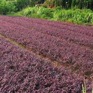 沭阳红花继木球基地 大量供应红花继木小苗多少一株图片