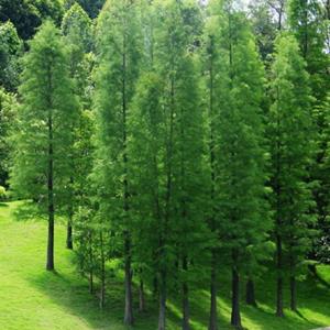 紫穗槐落羽杉基地  楸树池杉芍药 苦楝价格图片