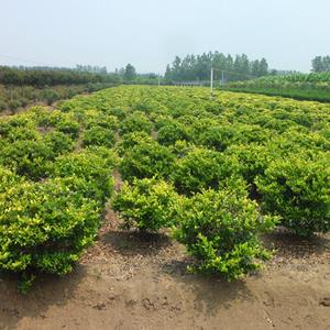 造型女贞,造型小叶女贞,造型小叶女贞桩景,造型小叶女贞盆景