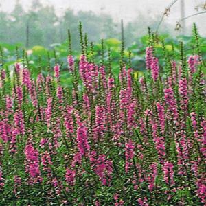 基地批发水生植物千屈菜 供应各种绿化苗木 苗圃价格 量大