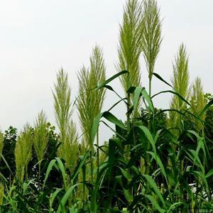  芦苇苗 水生植物 水生芦苇