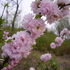 沭阳梅花基地 红梅 绿梅 美人梅 榆叶梅 珍珠梅价格表图片